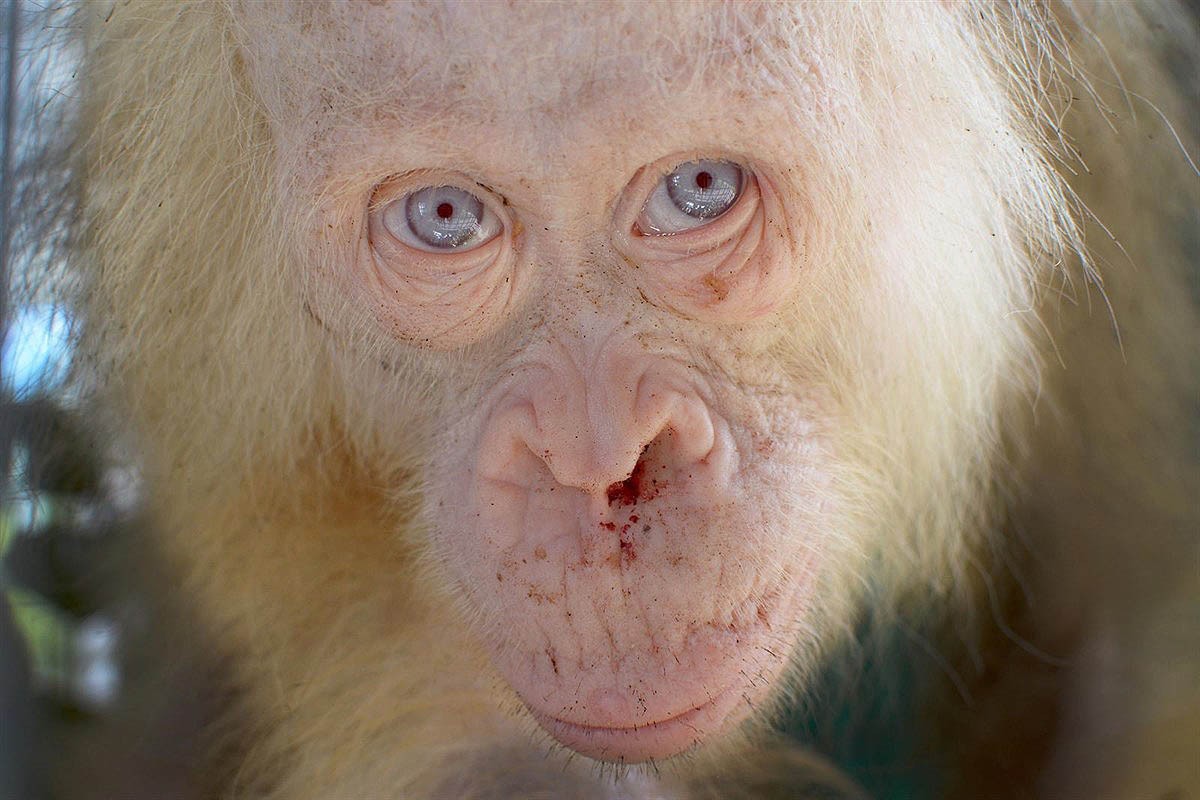 La femella d'orangutan albina trobada a Indonèsia