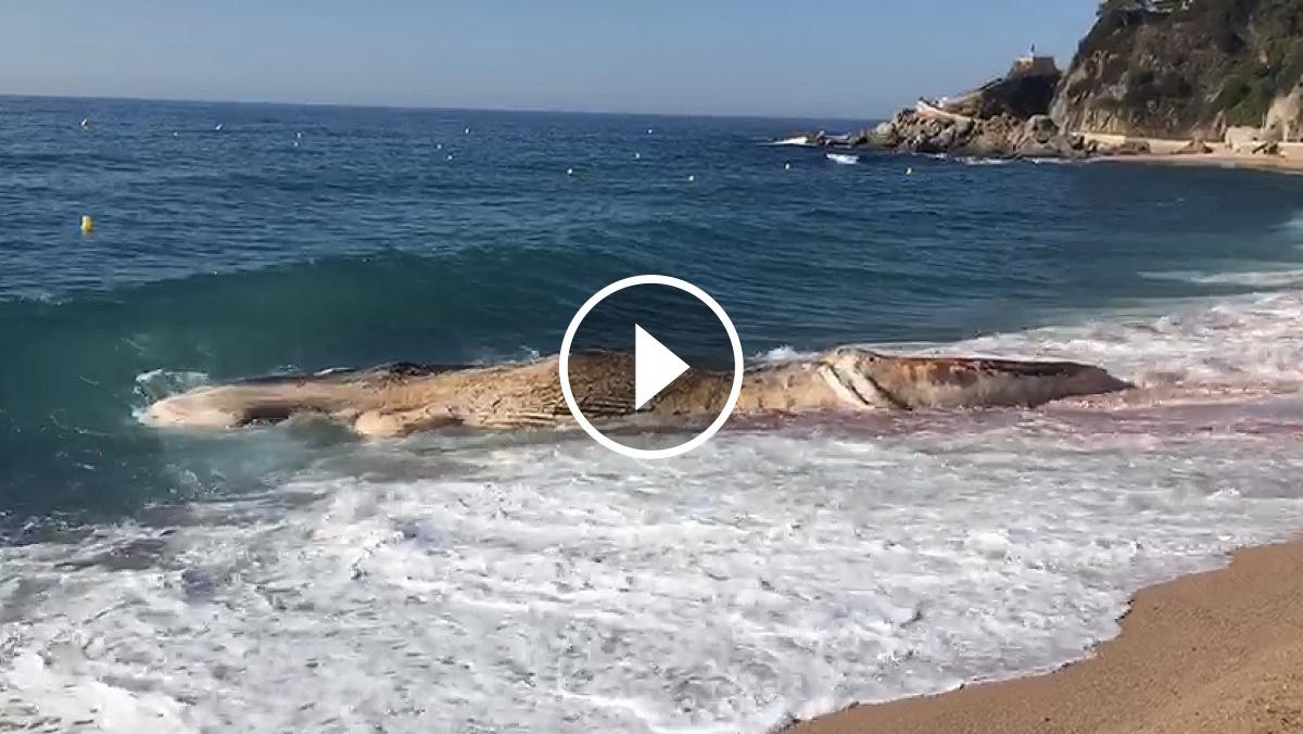 Vídeo de la balena morta a una platja de Lloret