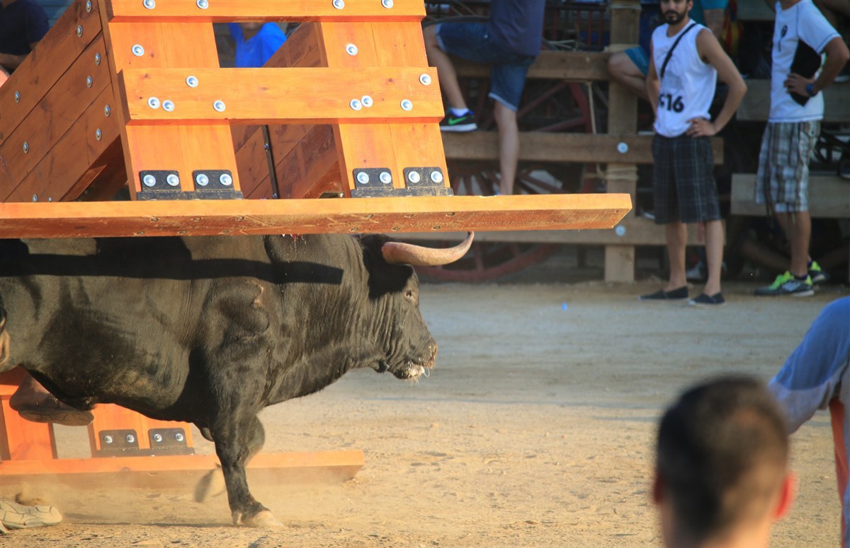 Imatge d'arxiu d'un bou a la plaça de la Ràpita. 
