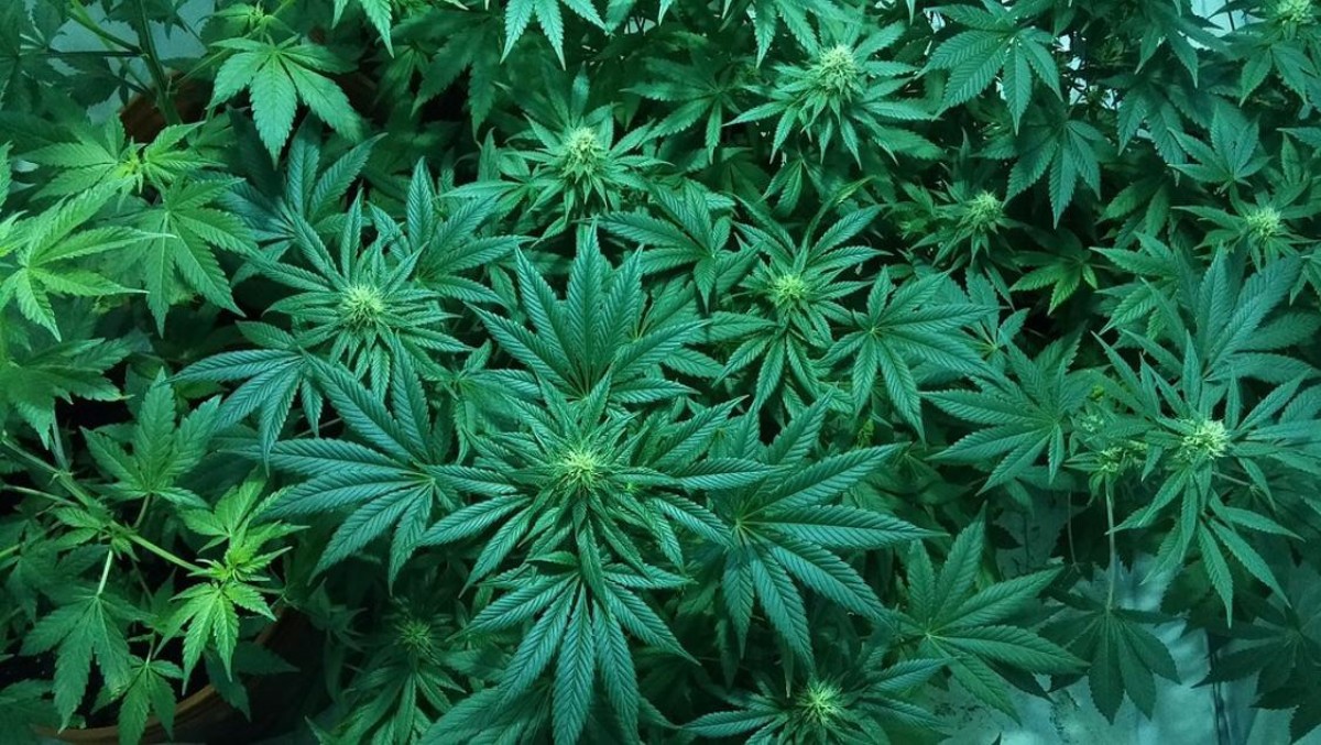 Plantació de cannabis