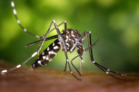 El mosquit tigre, el nom científic del qual és «Aedes albopictus»