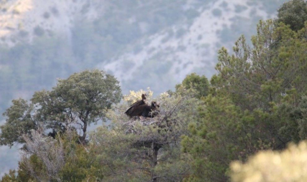 Una parella de voltor negre al seu niu, al Pallars Jussà