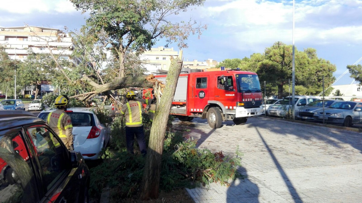 Un arbre, caigut damunt d'un cotxe al carrer dels Voluntaris Olímpics.