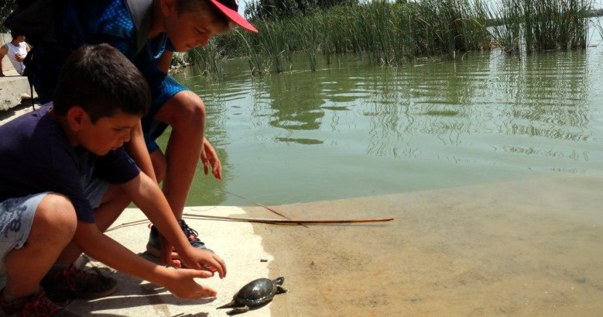 Imatge d'una tortuga alliberada a l'estany