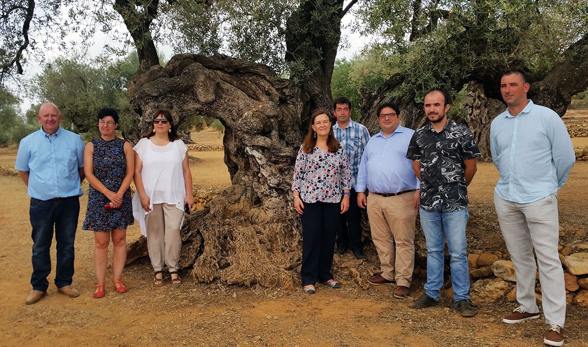 Gambús va visitar este dievendres oliveres mil·lenàries de municipis de la Taula del Sénia.