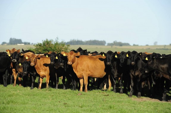 Els investigadors volen estudiar el genoma de les vaques de la raça Brangus