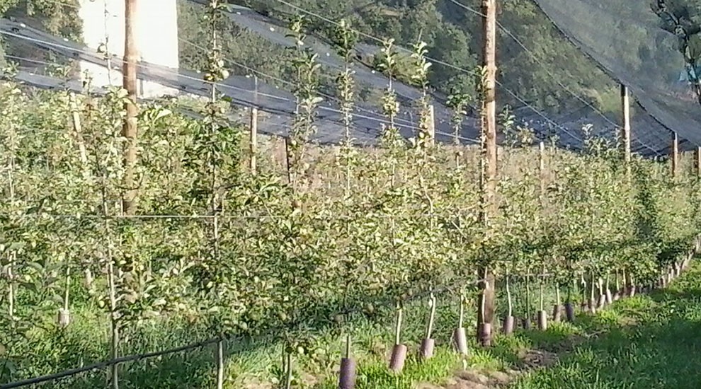 Totes les pomes de la marca estan cultivades a més de 700 metres d'alçada