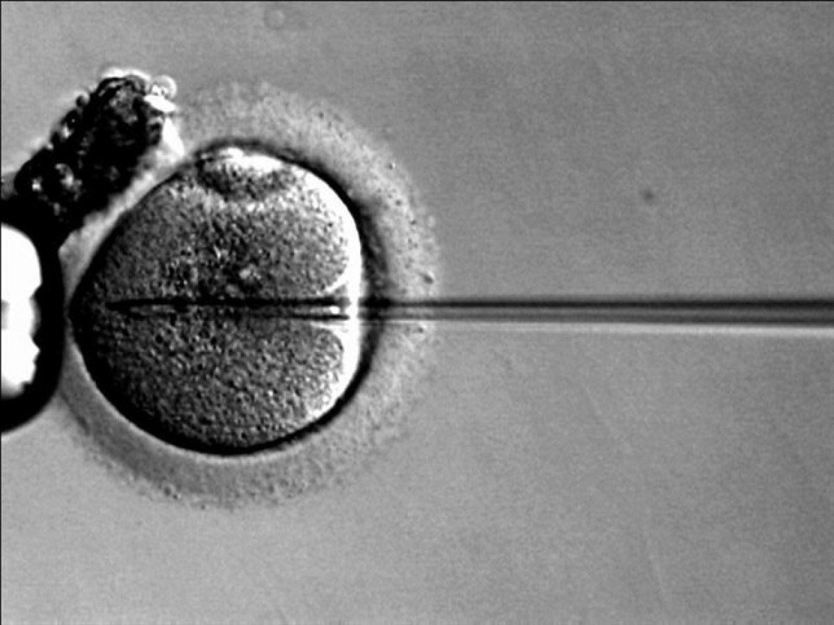 Imatge d'un embrió.