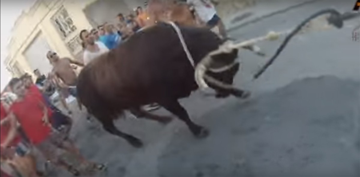 Imatge d'arxiu d'un bou capllaçat a les festes de la Cava. 