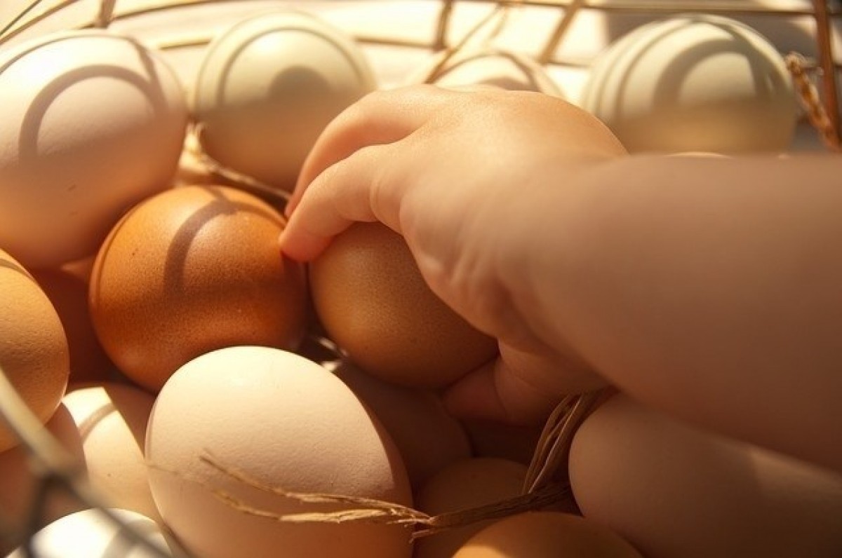 On s'han de conservar els ous?