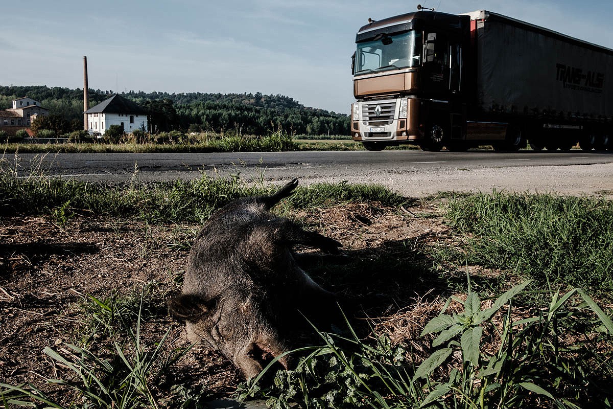 Un porc senglar mort, al voral d'una carretera