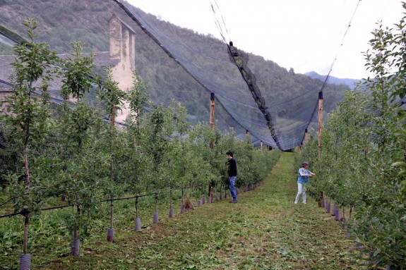 Imatge general de la plantació de pomeres d'alta muntanya a Escalarre, al Pallars Sobirà 