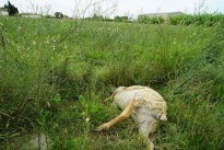 Vés a: Ipcena denuncia el sobreseïment de la mort d'un gos a Torà
