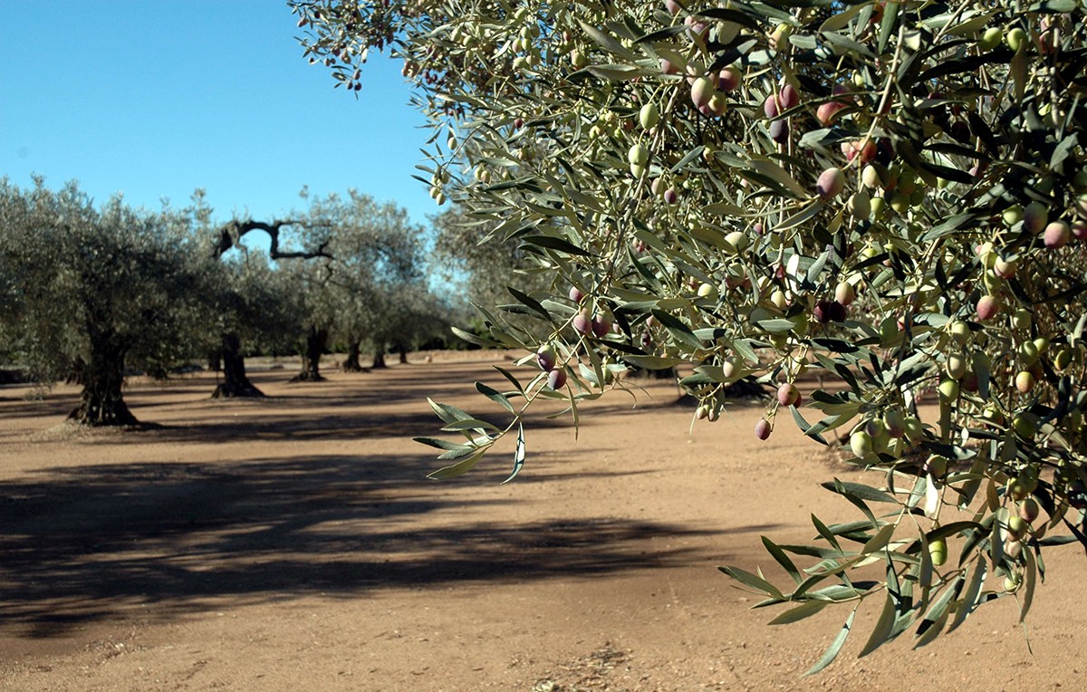 Camp d'oliveres al Baix Ebre