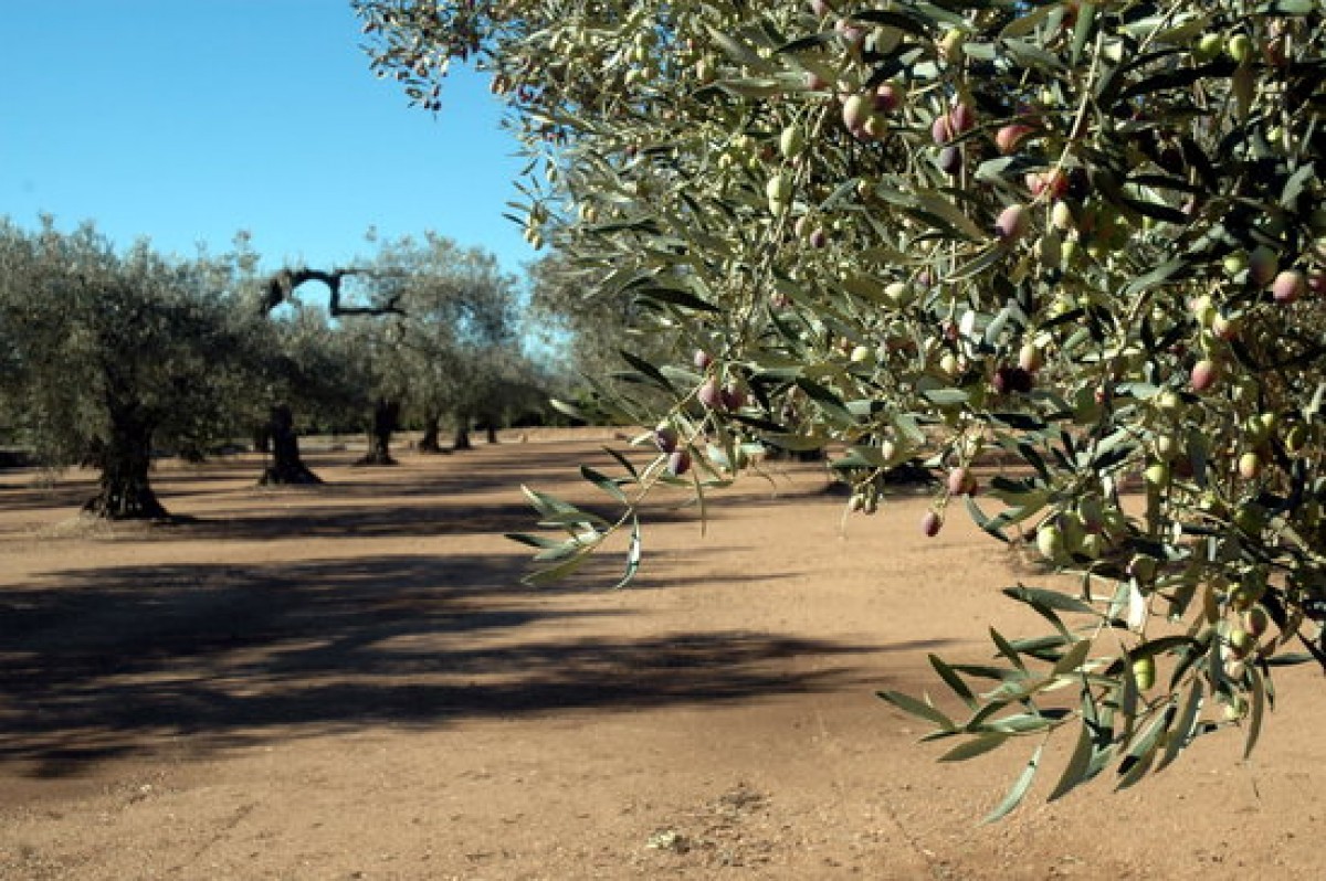 Un camp d'oliveres de la comarca del Montsià