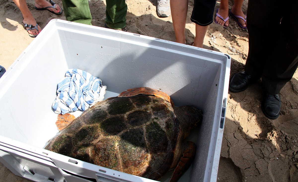 Foto d'arxiu d'una tortuga babaua trobada al port de les Cases d'Alcanar. 