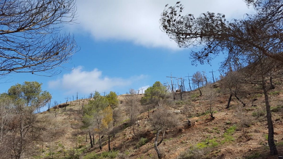 Regeneració d'un bosc cremat durant l'incendi d'Ódena l'any 2015. 