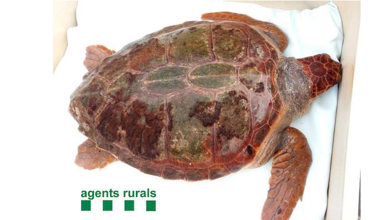 Exemplar de tortuga babaua capturada a la Ràpita. 