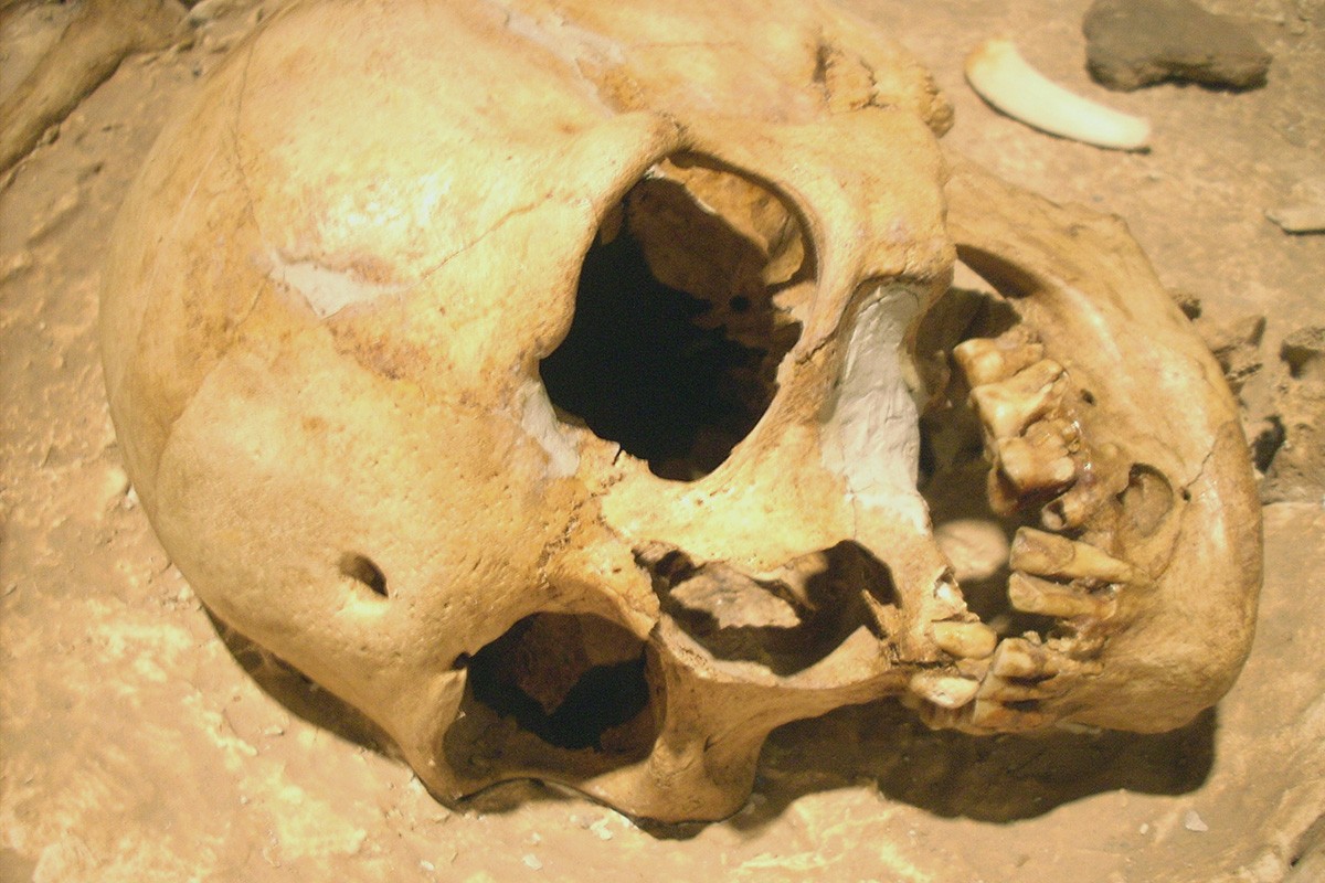 Crani de la «iaia» del neardental de Moià