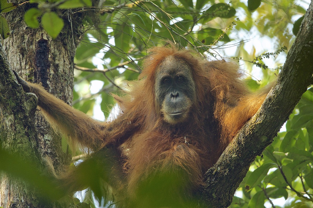 Nova espècie d'orangutan, «Pongo tapanuliensis»