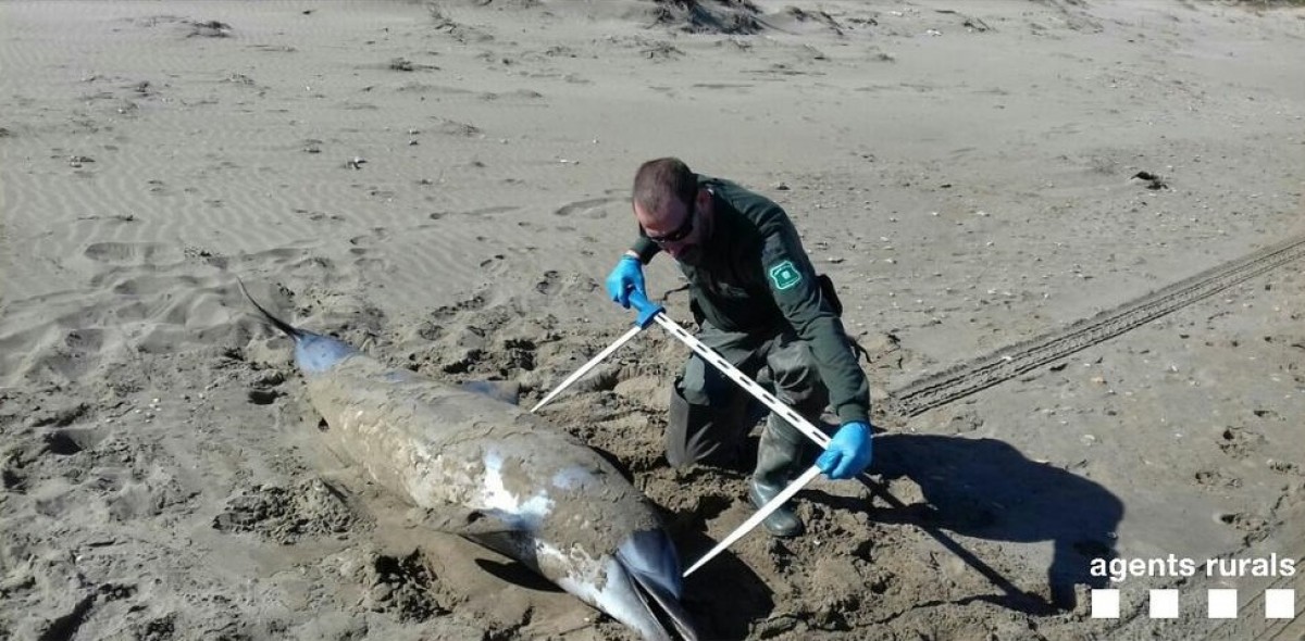 Imatge del dofí mort a la platja de la Bassa de l'Arena de Deltebre
