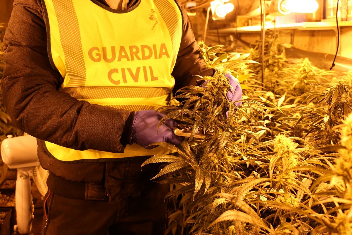 Un agent de la Guàrdia Civil mostra part de la plantació de marihuana.