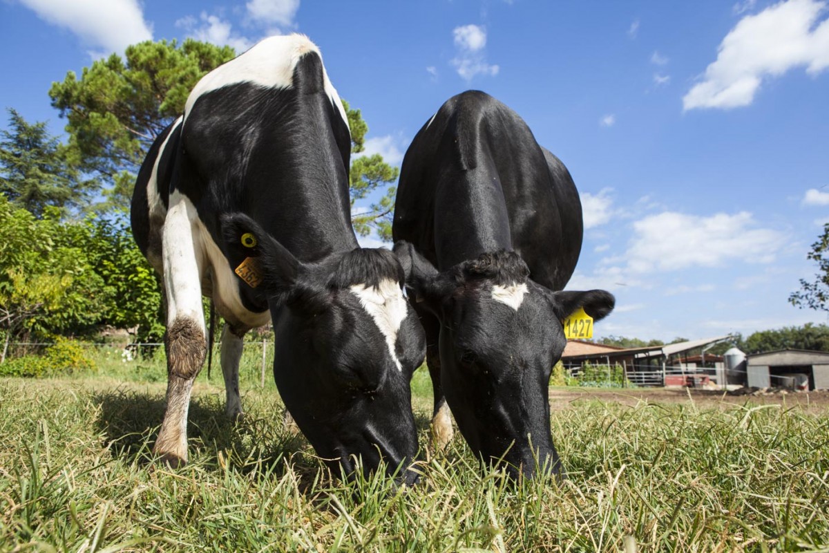L'actual granja del Mas la Coromina, a Joanetes (Vall d'en Bas), va començar el 1968 amb dues vaques.