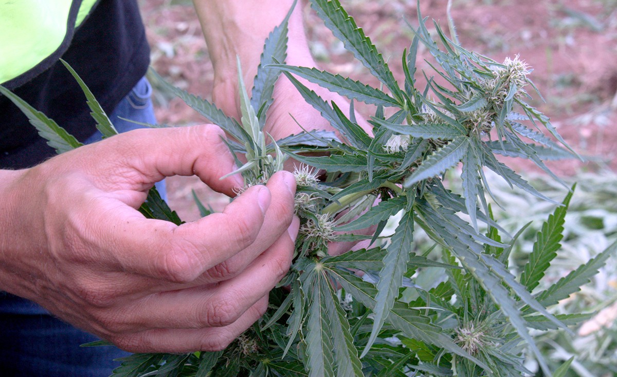 Les plantes de cànnabis es trobaven en diversos estadis de creixement.