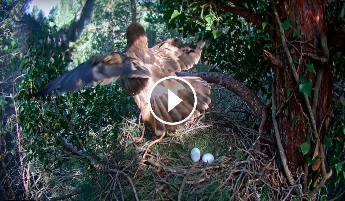  L’astor és un rapinyaire forestal que pot competir per les zones de nidificació i, fins i tot, depredar sobre els polls d’àguila calçada