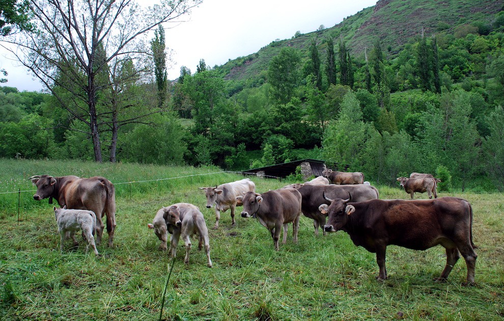 Un ramat de vaques al Pallars Sobirà