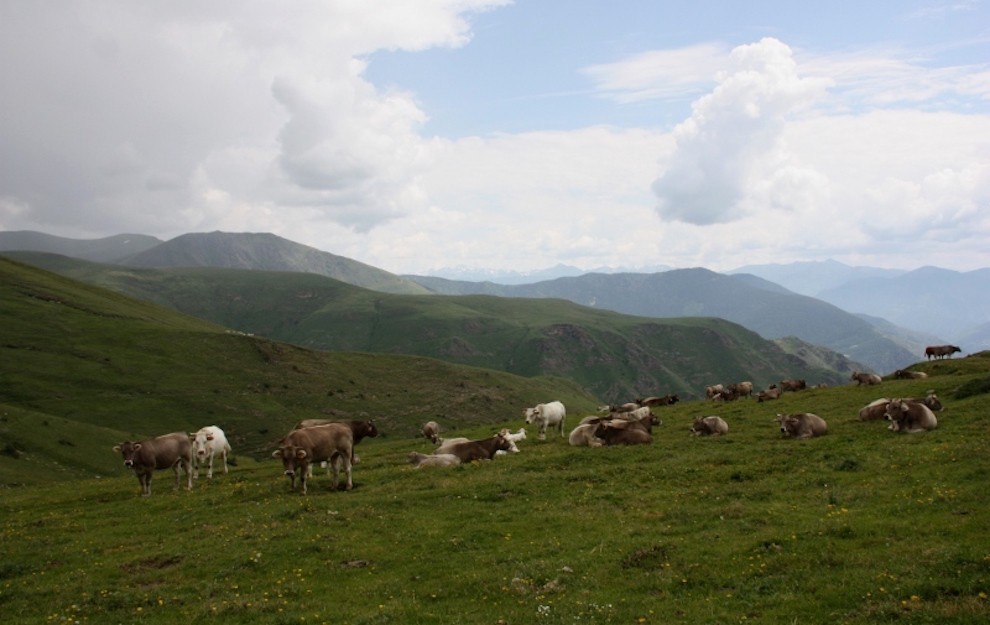 Un ramat de vaques pasturant al Pallars Sobirà