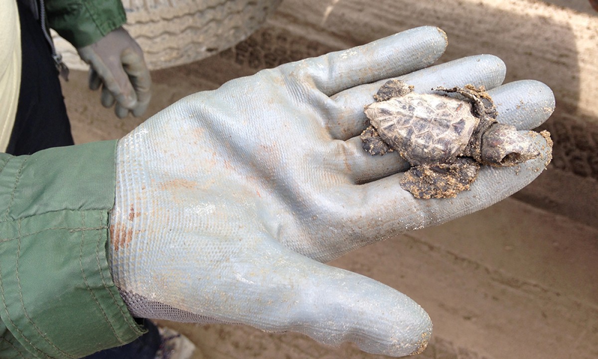 Restes d'un exemplar d'un nounat de tortuga babaua trobat al Delta de l'Ebre.