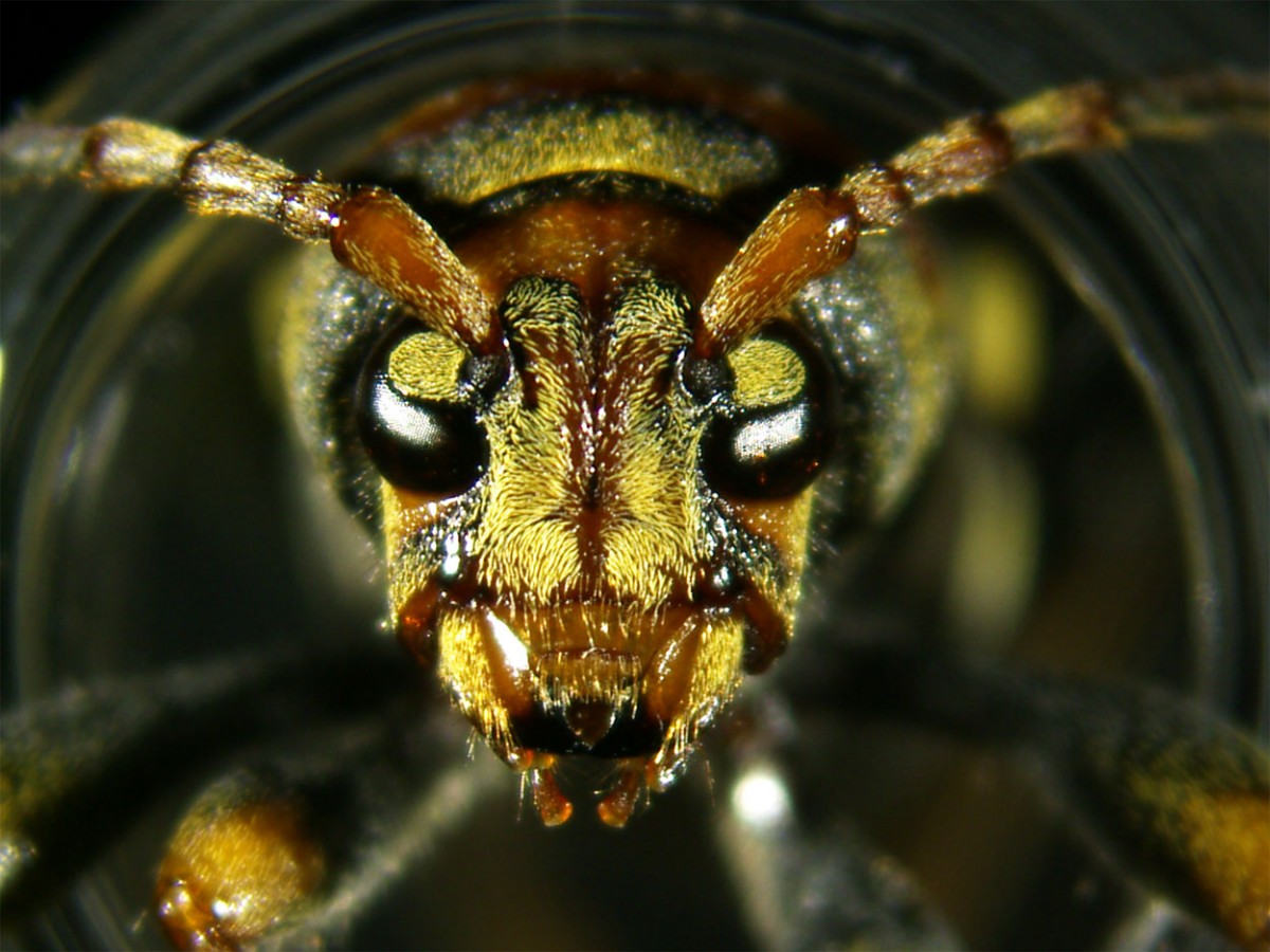 L'aspecte de l'escarabat invasor .