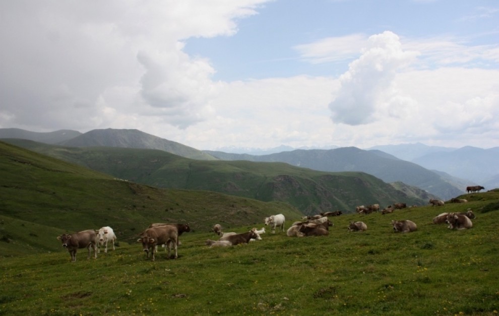 Un ramat de vaques en una muntanya del Pallars, en imatge d’arxiu
