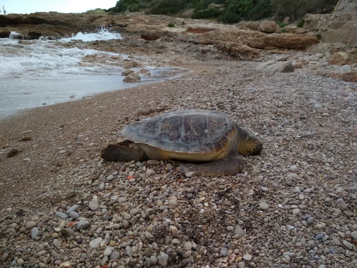 La tortuga va ser trobada en un estat de descomposició avançat