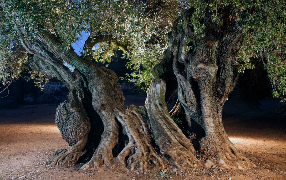 Una olivera monumental del territori del Sénia.