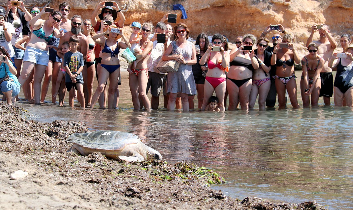 Desenes de persones fent fotografies a una tortuga babaua en el moment que torna al mar.