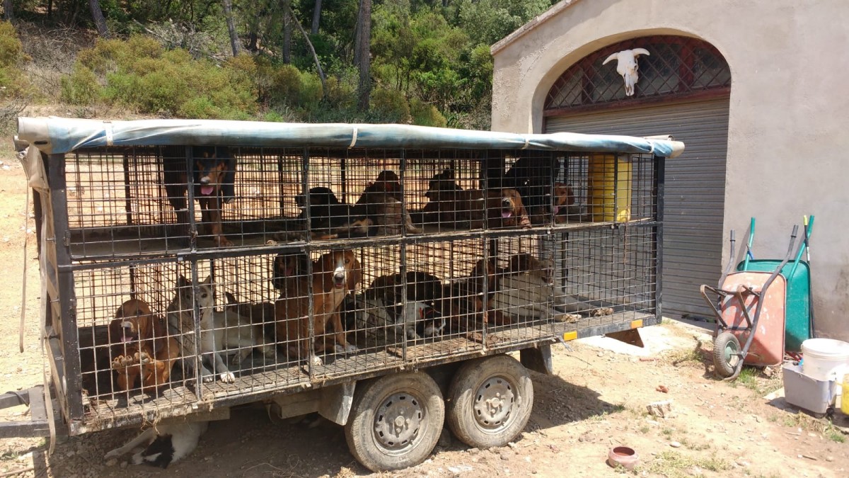 La gàbia de gossos abandonats que es van trobar