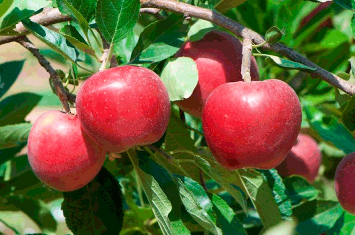 Imatge de pomes a l'arbre