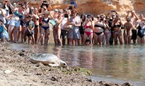 Vés a: Alliberen 333 exemplars de tortuga mediterrània al Parc del Garraf