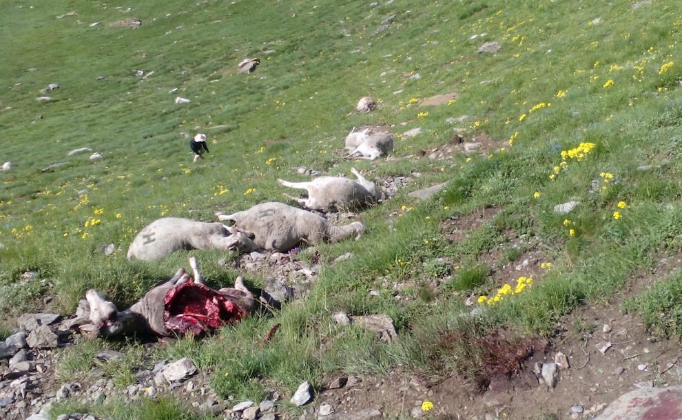 Imatge d’ovelles mortes a l’Aran en un dels darrers atacs de l’os Goiat