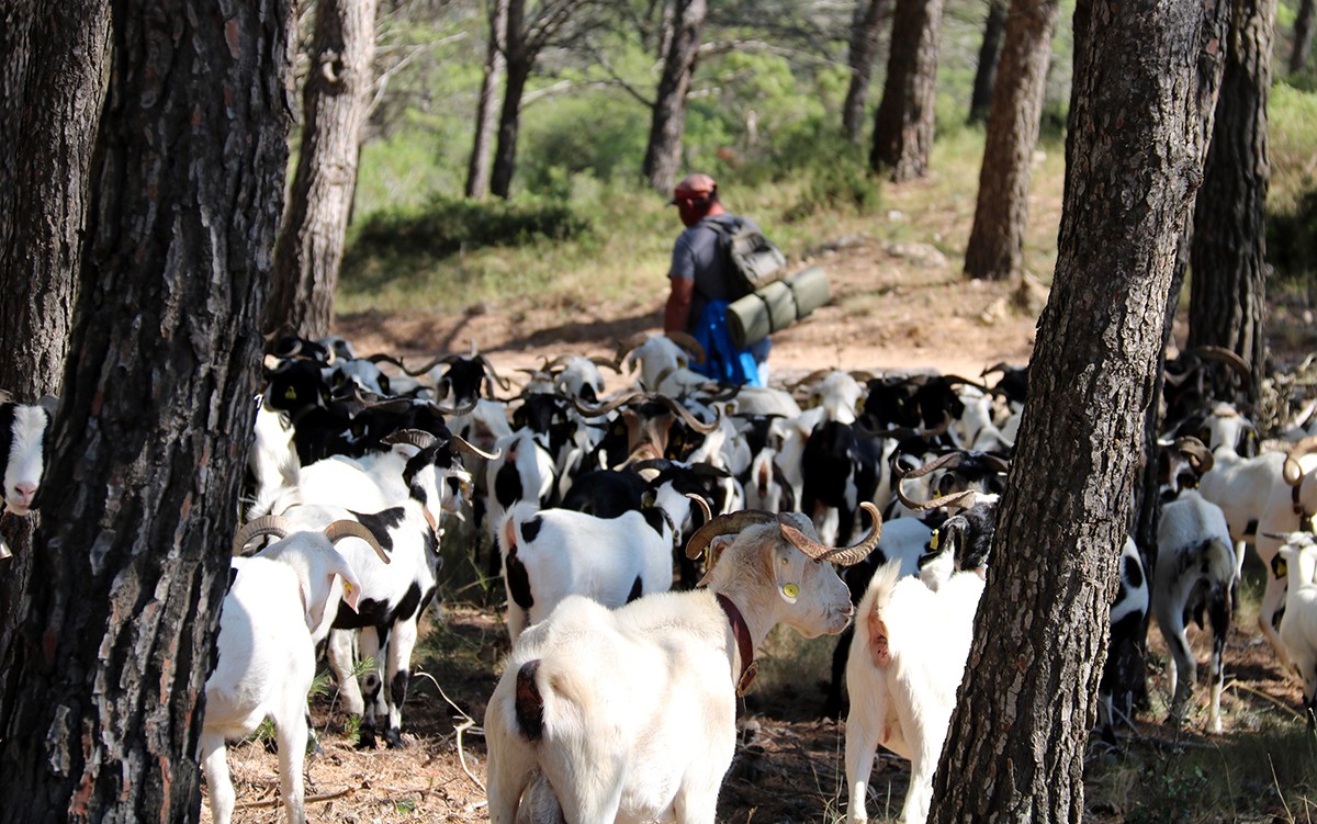 Un ramat d'ovelles pasturant entre els arbres, amb el seu pastor Martí Badoqui.
