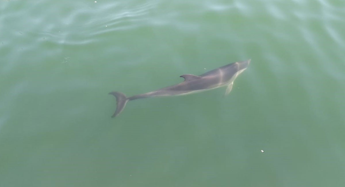 El dofí nedant al port comercial, en una imatge presa dimecres 22 d'agost.