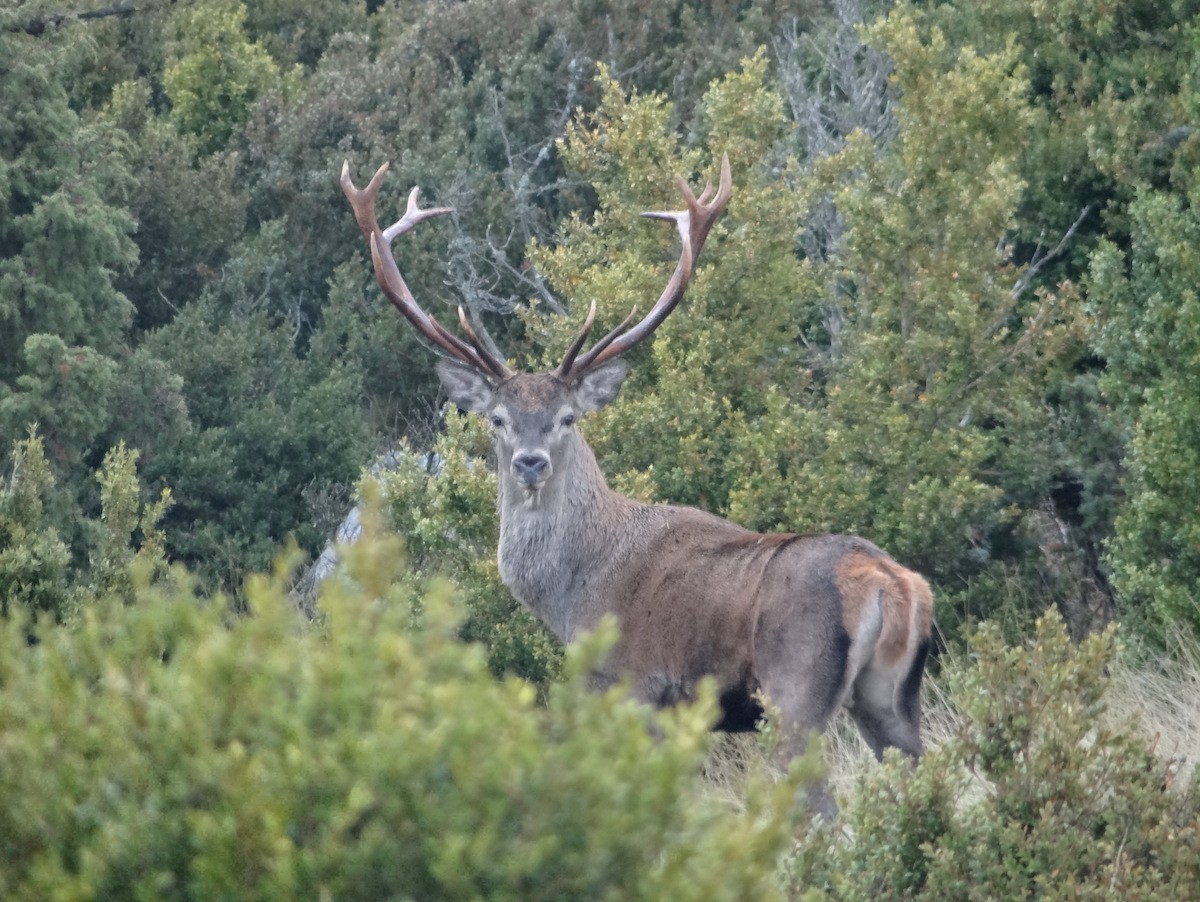 Un cèrvol a la Reserva Nacional de Caça Boumort