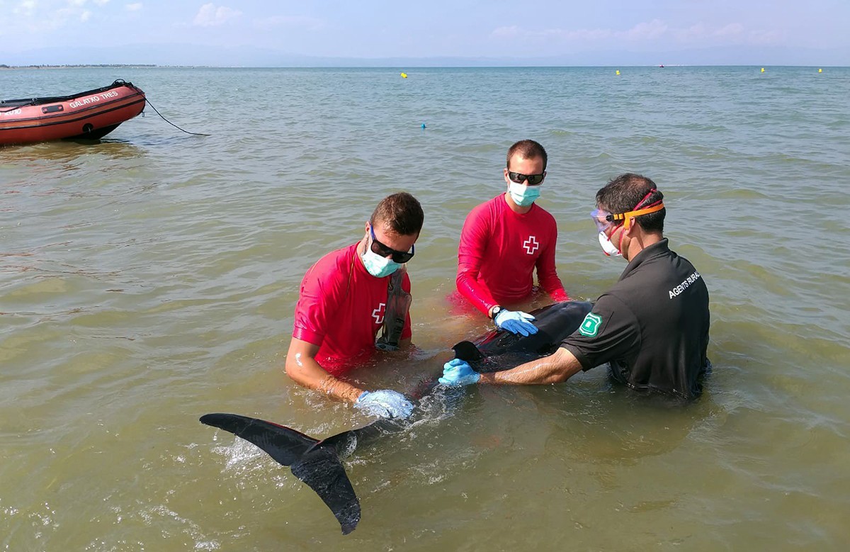 Dos socorristes de la Creu Roja de Deltebre i un Agent Rural assisteixen el dofí mentre esperen l'arribada del CRAM.