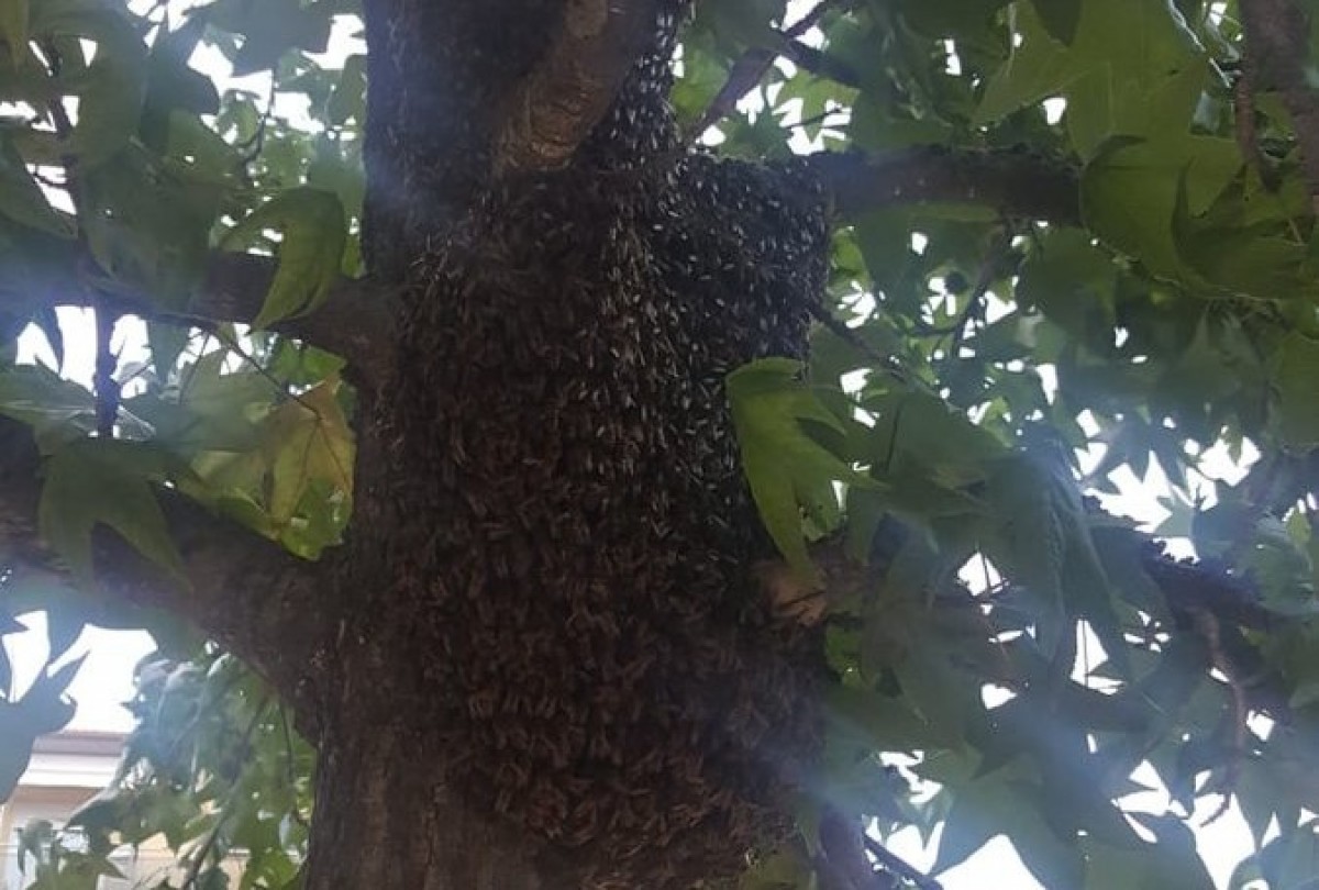 Unes mil abelles es van concentrar en un arbre de la plaça de la Sardana de Ripoll