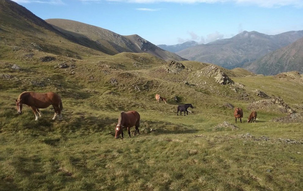 El ramader pasturava 29 caps de bestiar equí