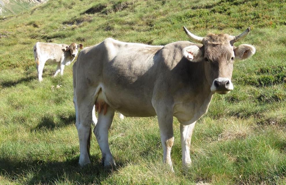 Una vaca pasturant en una muntanya.