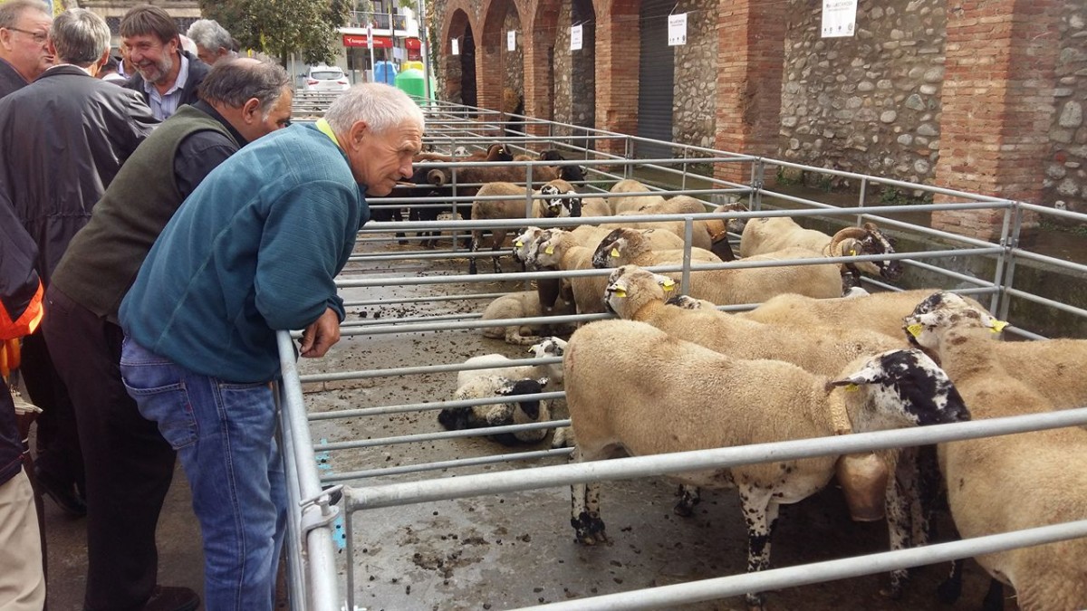 La Fira de Santa Teresa i Fira Catalana de l'ovella s'ha pogut celebrar sense problemes tot i la pluja d'alguns moments