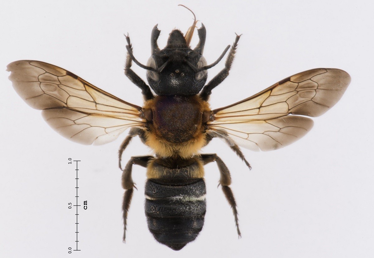 Un exemplar de la nova espècie d'abella a Catalunya